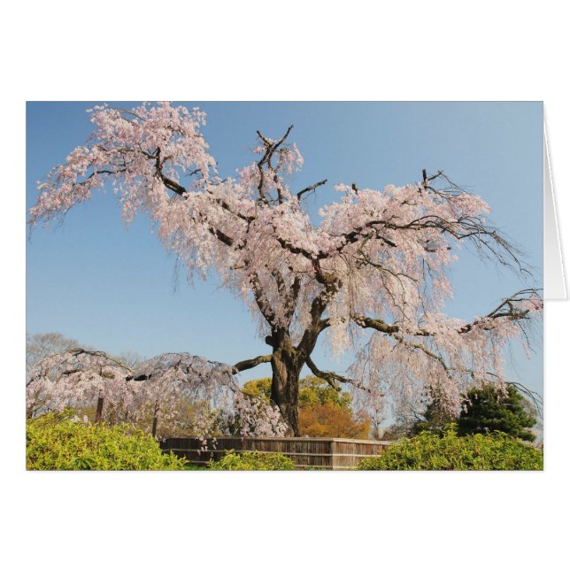 Japan, Kyoto. Weeping cherry tree under blue sky (Front Horizontal)