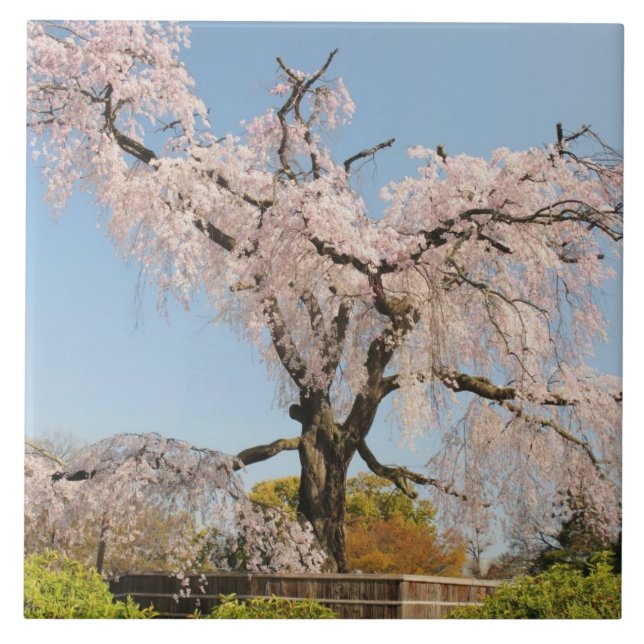 Japan, Kyoto. Weeping cherry tree under blue sky Ceramic Tile (Front)