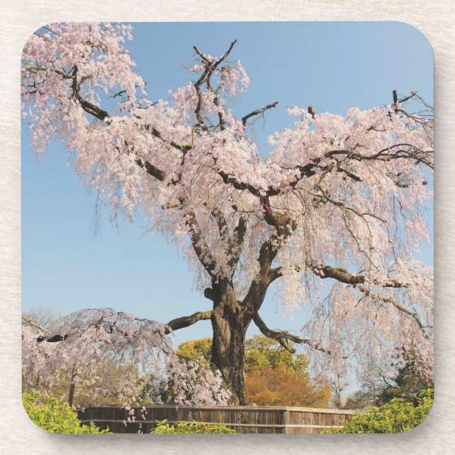 Japan, Kyoto. Weeping cherry tree under blue sky Coaster (Front)