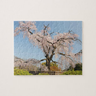 Japan, Kyoto. Weeping cherry tree under blue sky Jigsaw Puzzle