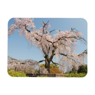 Japan, Kyoto. Weeping cherry tree under blue sky Magnet