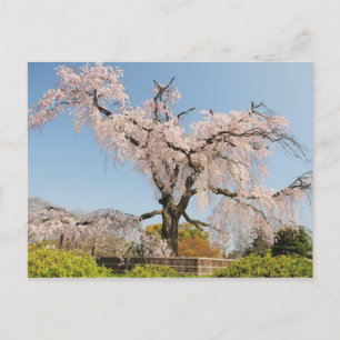 Japan, Kyoto. Weeping cherry tree under blue sky Postcard