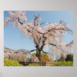 Japan, Kyoto. Weeping cherry tree under blue sky Poster