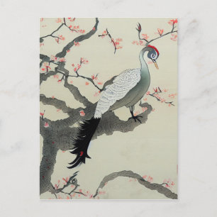 Japan Peacock Art Postcard