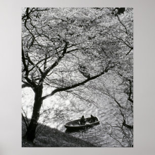 Japan, Tokyo. Cherry blossoms in the Imperial Poster