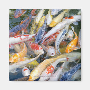 Japan, Tokyo, close-up swimming fish Magnet