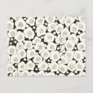 Japan White Flower floral garden Postcard