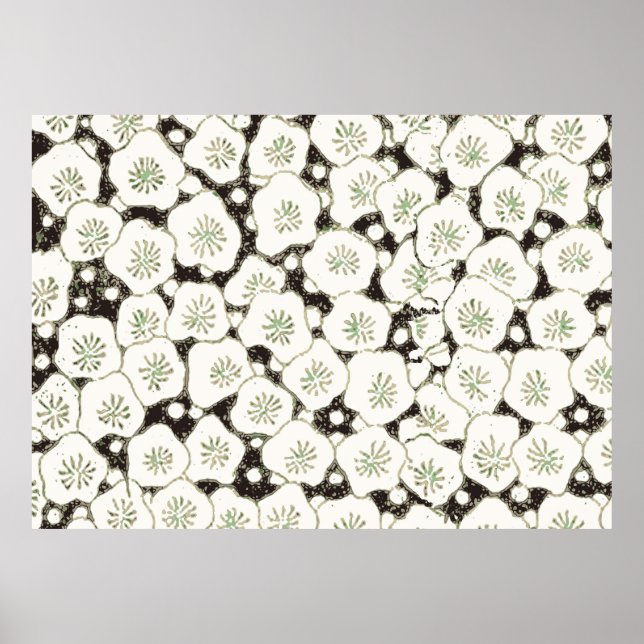 Japan White Flower floral garden Poster (Front)
