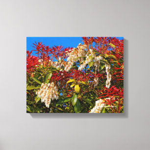 Japanese Andromeda Bonfire Canvas Print