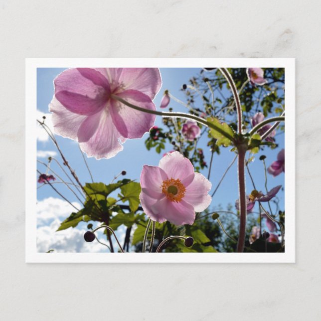 Japanese Anemone Postcard (Front)