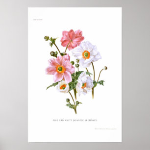 Japanese Anemones Poster