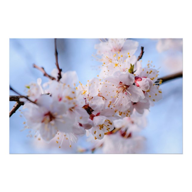 Japanese Apricot Blossom Photo Print (Front)