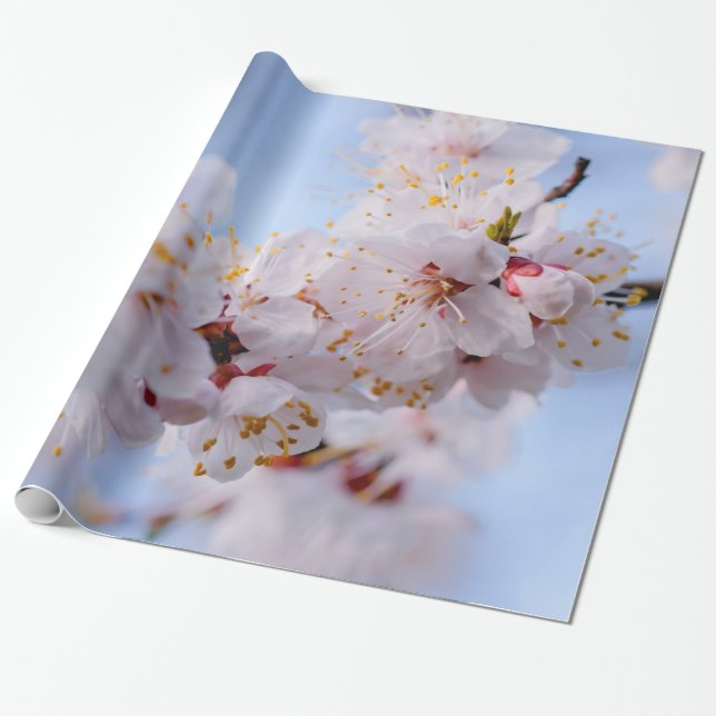Japanese Apricot Blossom Wrapping Paper (Unrolled)