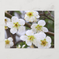 Japanese Apricot "Ryoku-gaku" [Postcard]