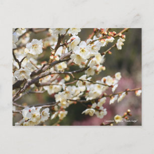 Japanese Apricot "Tsuki-kage"  [Postcard] Postcard