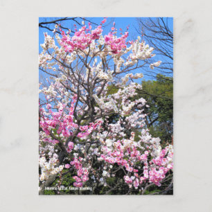 Japanese Apricot (Ume: Genpei blooming) [Postcard] Postcard