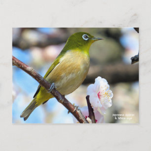Japanese Apricot & White-eye [Postcard] Postcard