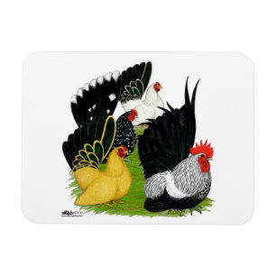 Japanese Bantam Quartet Magnet