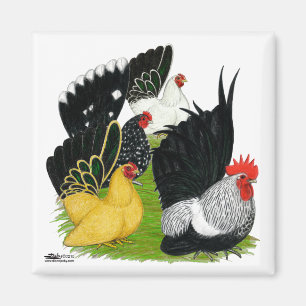 Japanese Bantam Quartet Magnet