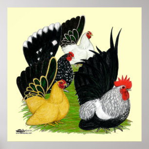 Japanese Bantam Quartet Poster