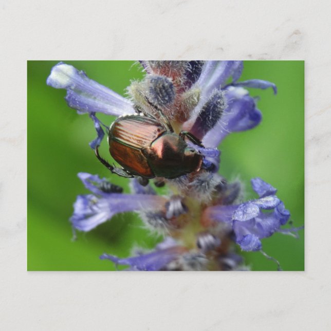 Japanese Beetle on Purple Arrowhead flower Postcard (Front)