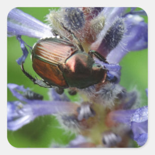 Japanese Beetle on Purple Arrowhead flower Square Sticker