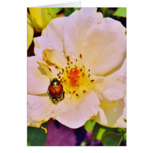 Japanese Beetle on White Rose