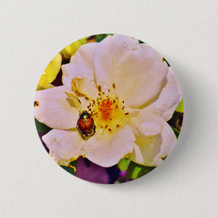 Japanese Beetle on White  Rose 6 Cm Round Badge