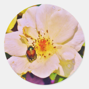 Japanese Beetle on White Rose Classic Round Sticker