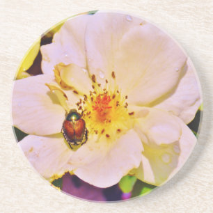 Japanese Beetle on White  Rose Coaster