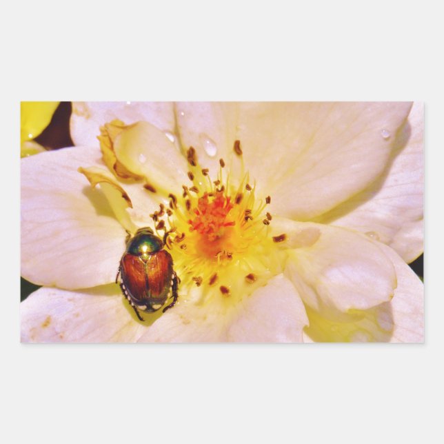 Japanese Beetle on White  Rose Rectangular Sticker (Front)