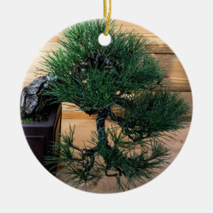 Japanese Black Pine Bonsai Tree Photo Ceramic Ornament