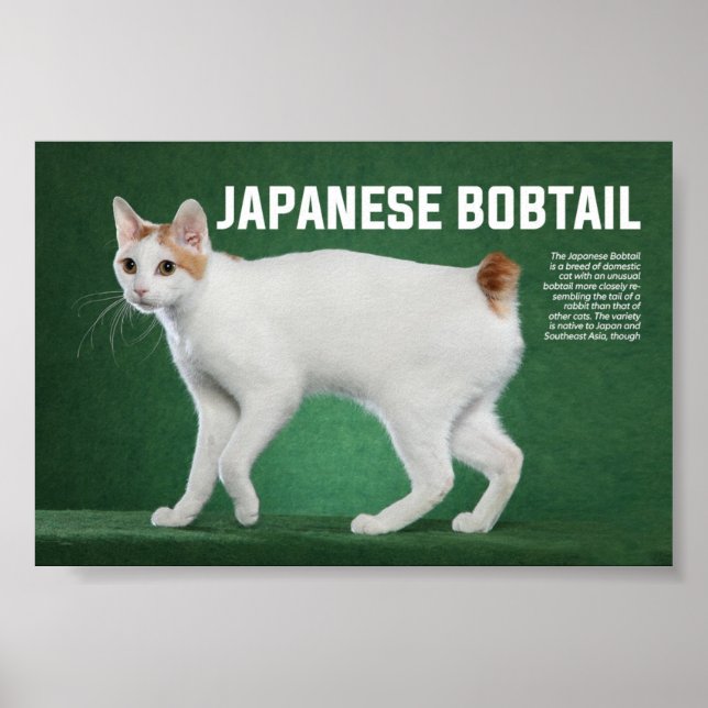 Japanese Bobtail Cat Breed Poster (Front)