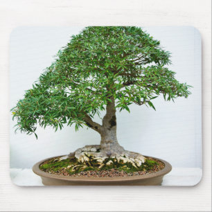 Japanese Bonsai Tree in Shallow Oval Pot Mouse Pad