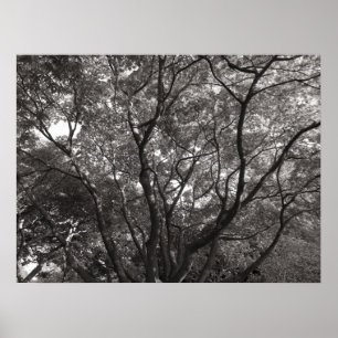 Japanese Branches II Poster