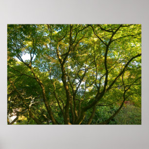 Japanese Branches VI Poster