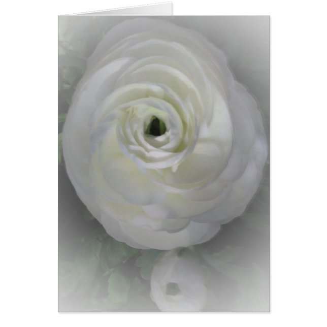 Japanese Camelia (Front)