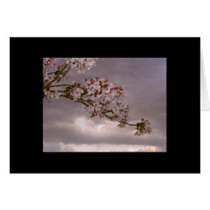 Japanese Card Cherry Blossoms