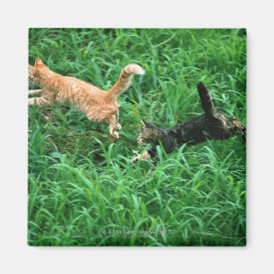Japanese Cat 3 Magnet
