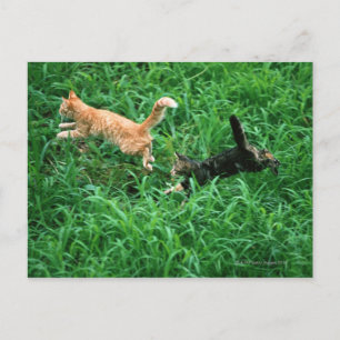 Japanese Cat 3 Postcard