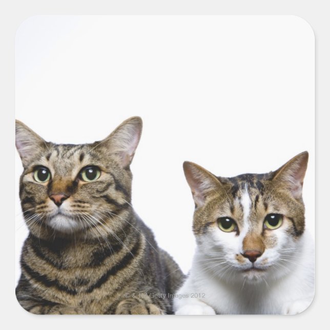 Japanese cat and Manx cat on white background Square Sticker (Front)