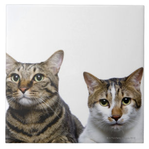 Japanese cat and Manx cat on white background Tile