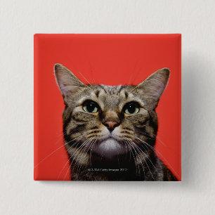 Japanese cat looking up 15 cm square badge