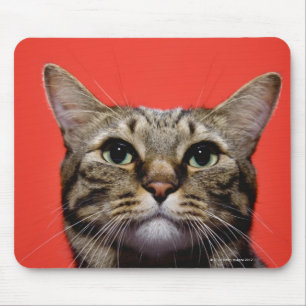 Japanese cat looking up mouse pad