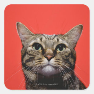 Japanese cat looking up square sticker