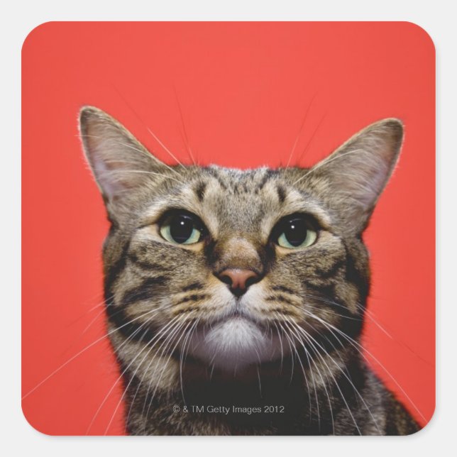 Japanese cat looking up square sticker (Front)