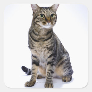 Japanese cat on white background square sticker