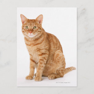 Japanese Cat Postcard