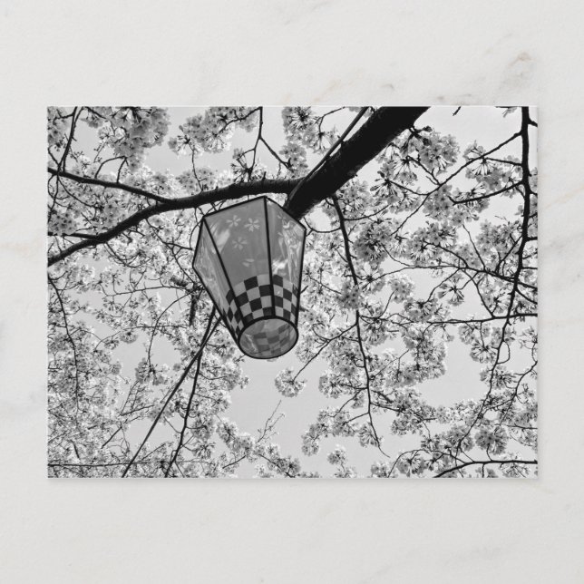 Japanese Cherry Blossom and Lantern Postcard (Front)