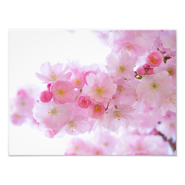 Japanese Cherry Blossom Photo Print (Front)